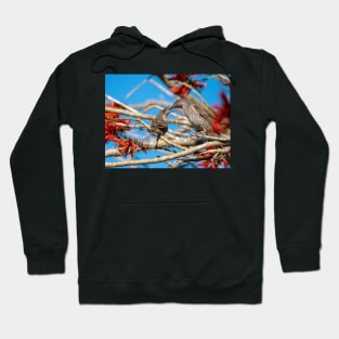 Little Wattle Birds: Feeding Time Hoodie